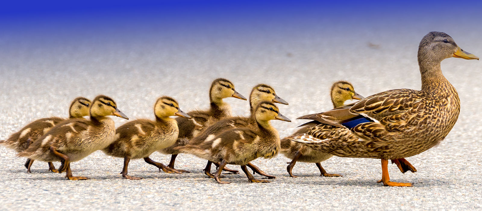 A mama duck leads seven chicks.