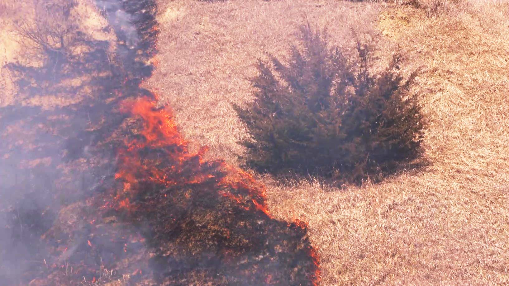 A prairie which is burning. The front line of fire is orange and is approaching a prairie with brown grasses.