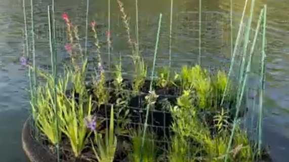 a floating wetland