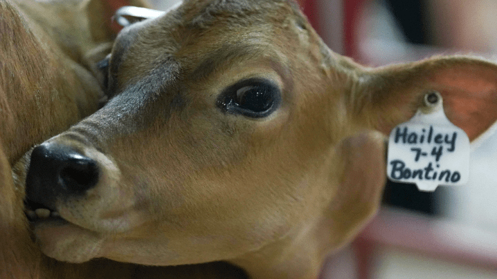 Hailey, a calf born in July, is among some of the baby animals on display