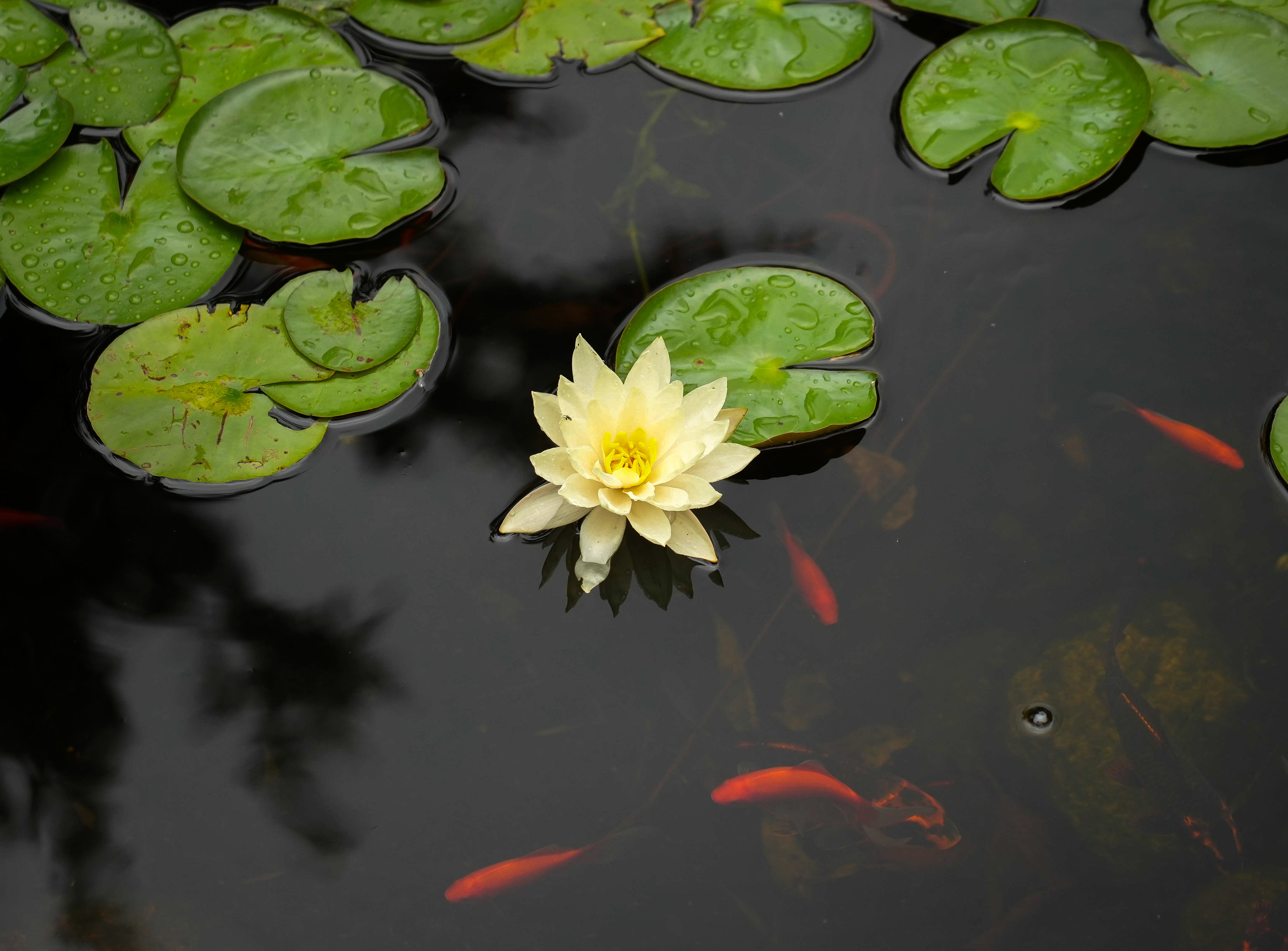 Lily pads and orange fish