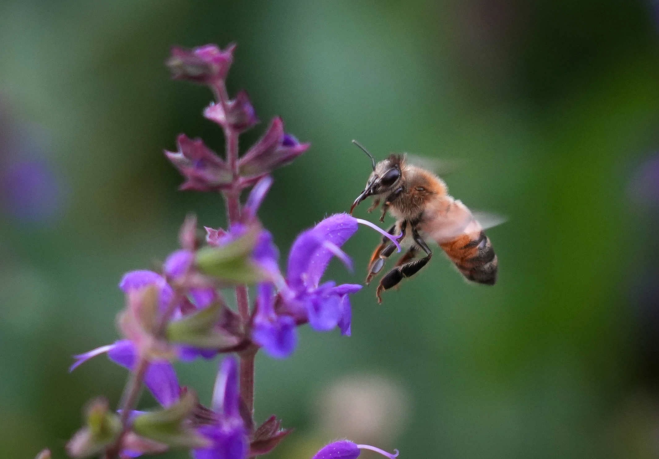 A honeybee gathers pollen off a flower 