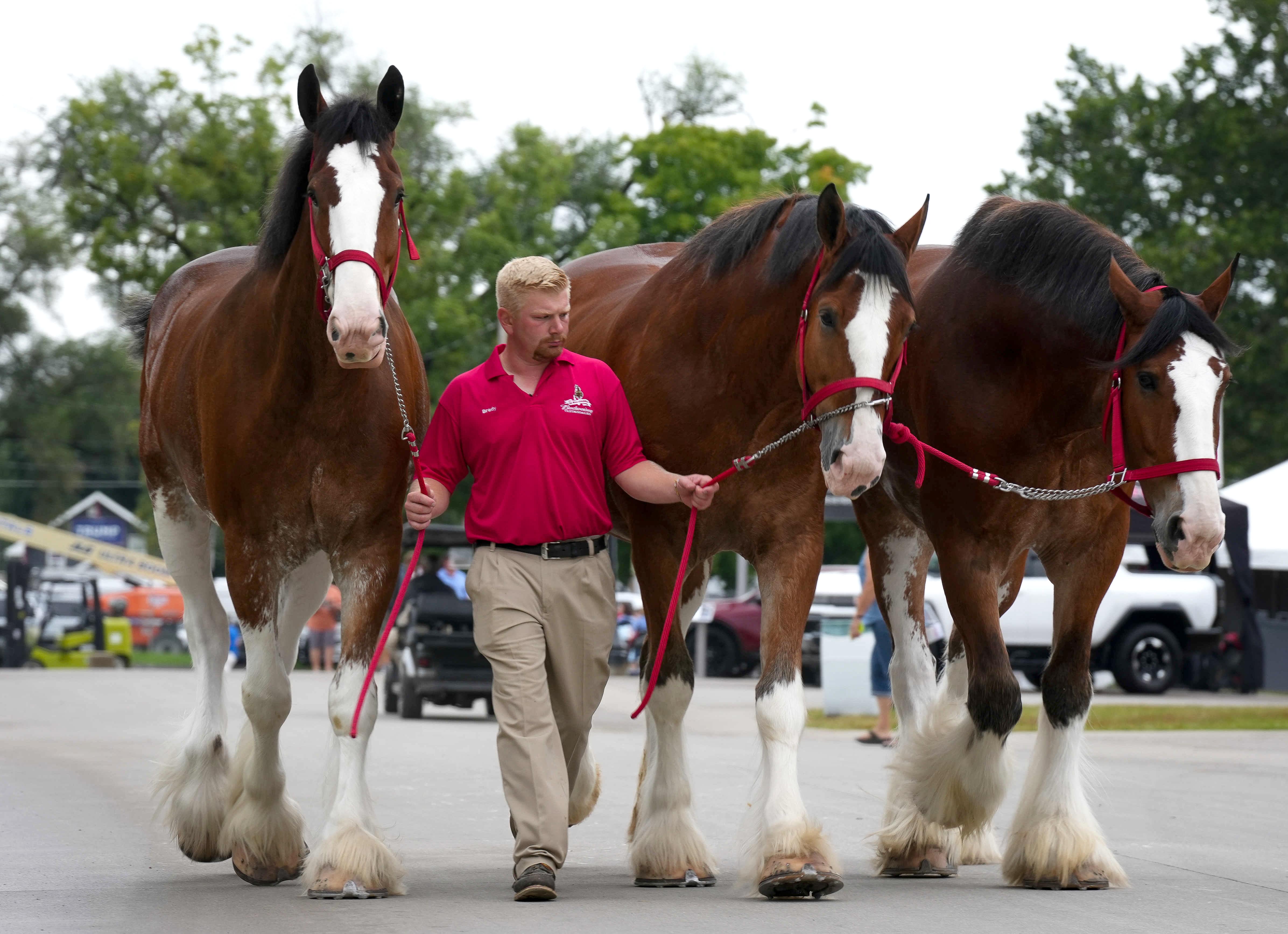 Beautiful horses out for a stroll at the Fair.