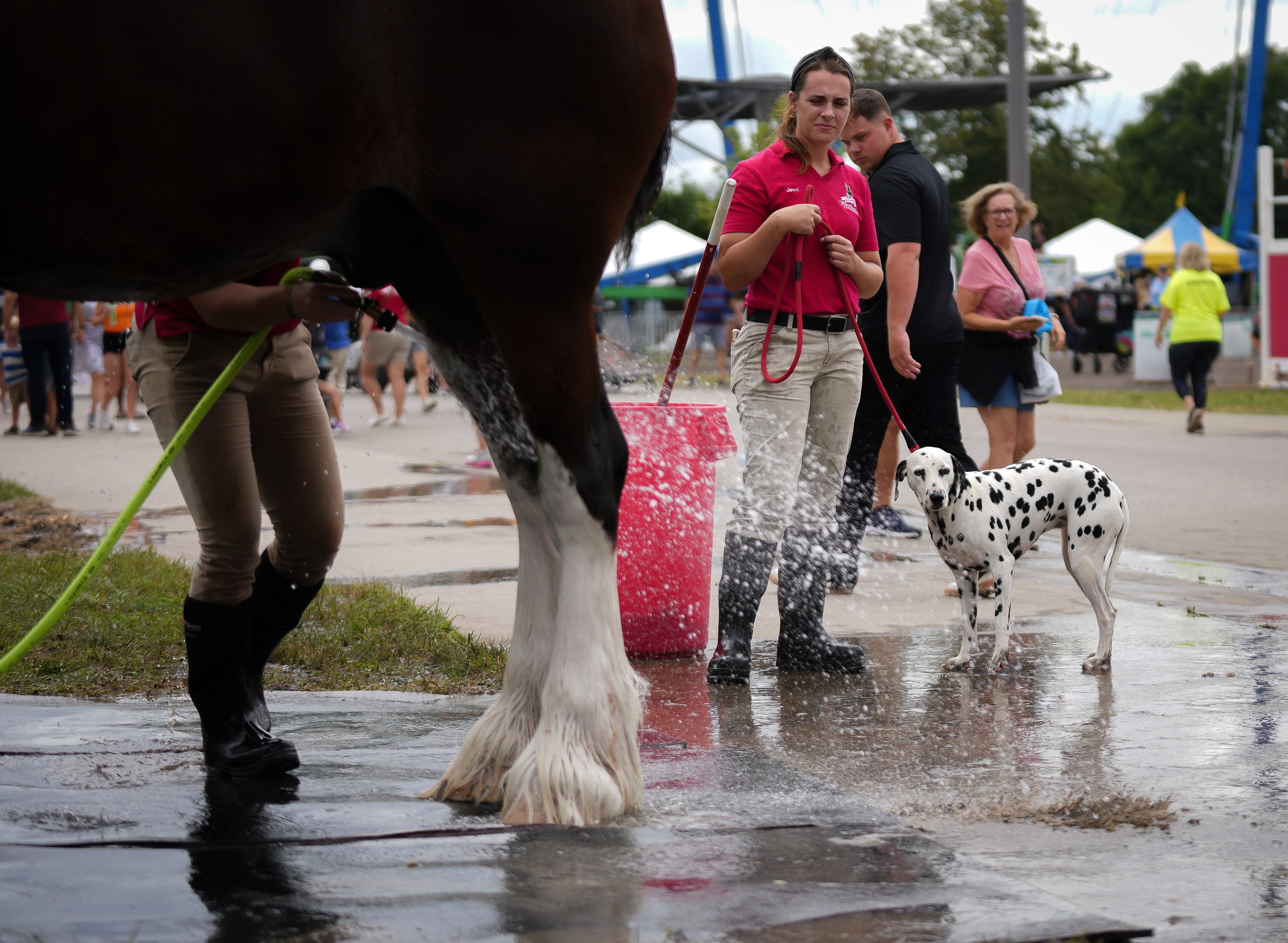 A horse getting a wash down while a Dalmatian looks on. 