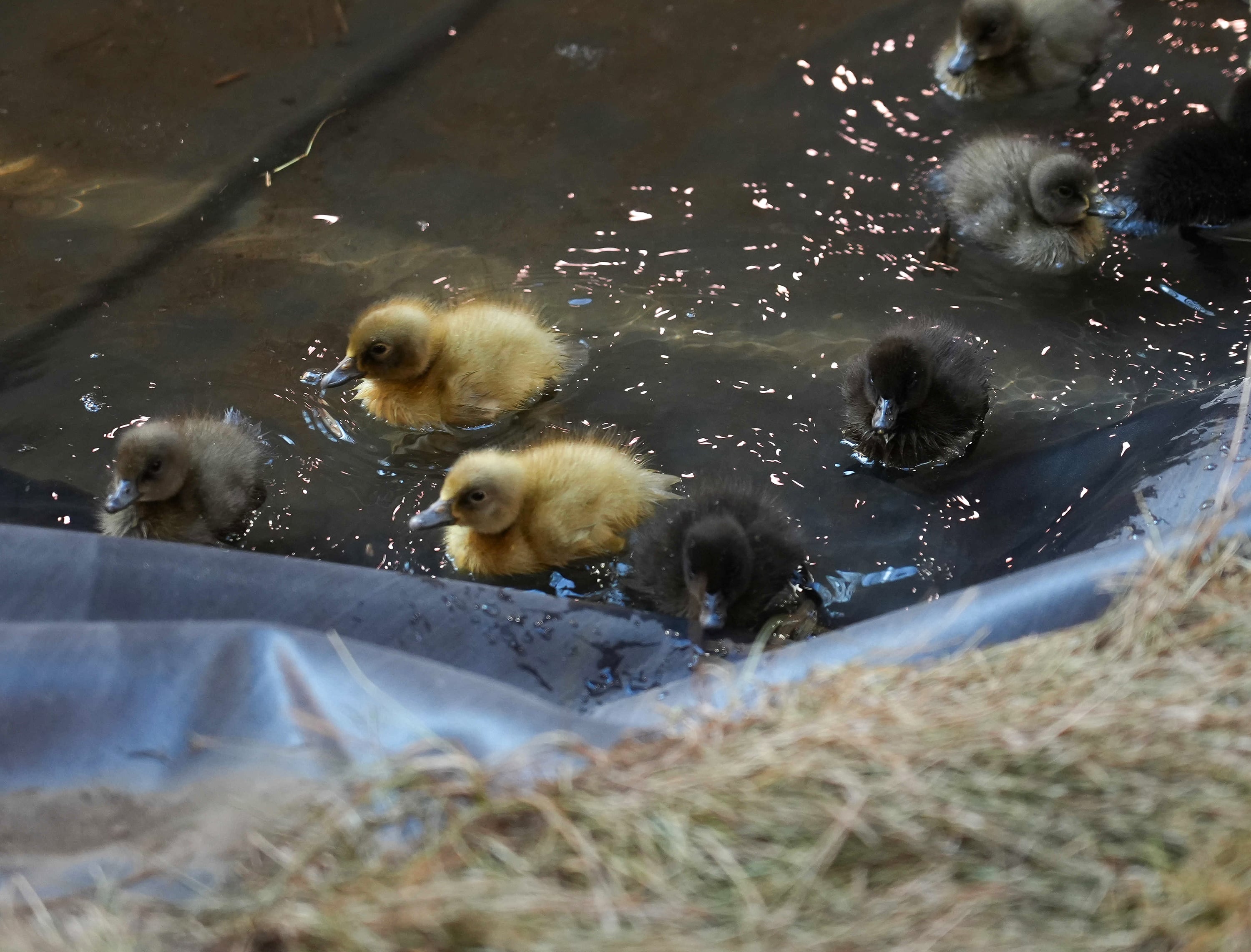 Baby goslings at the Knapp Animal Learning Center