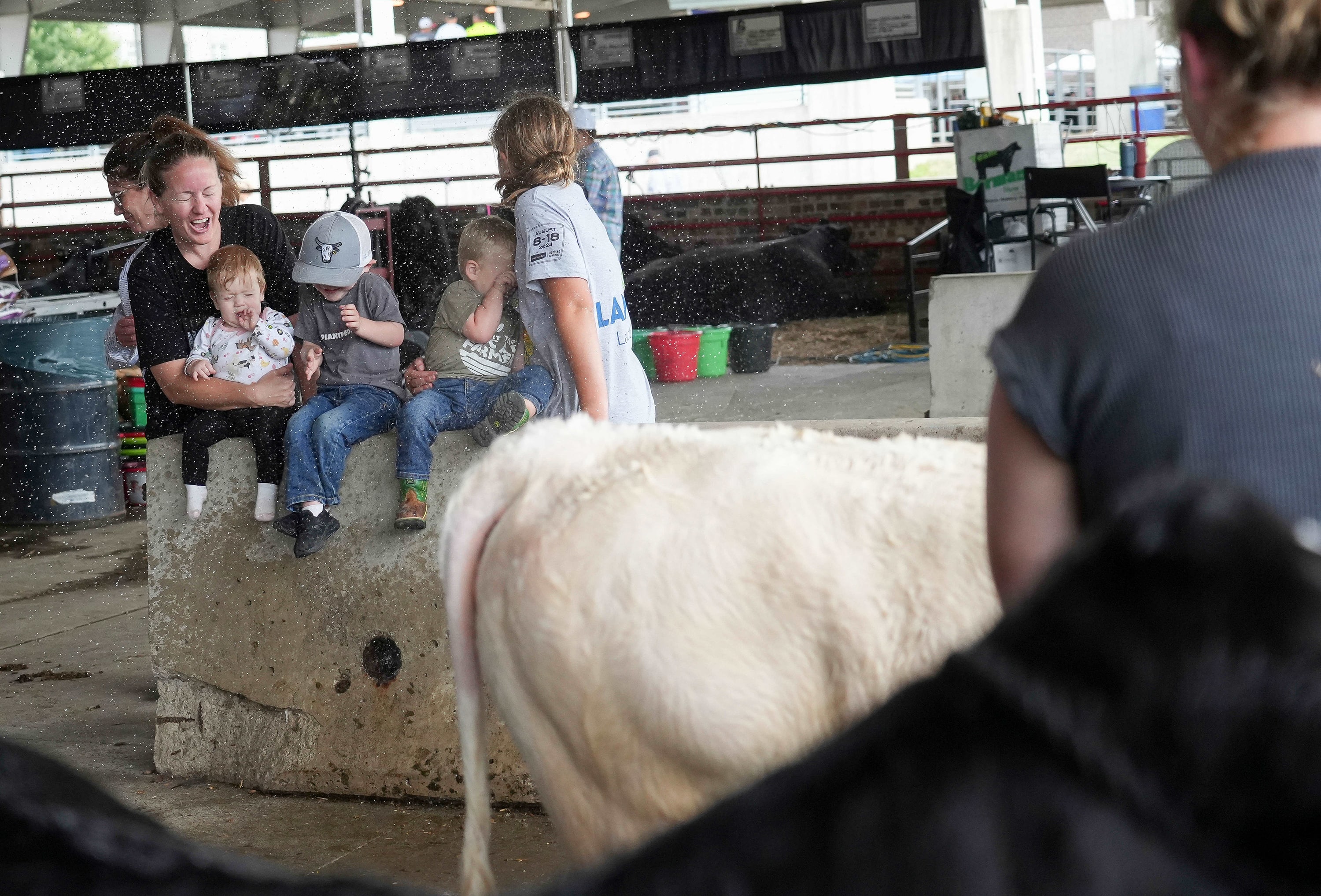 Kids getting sprayed from a cow getting a spray down. 