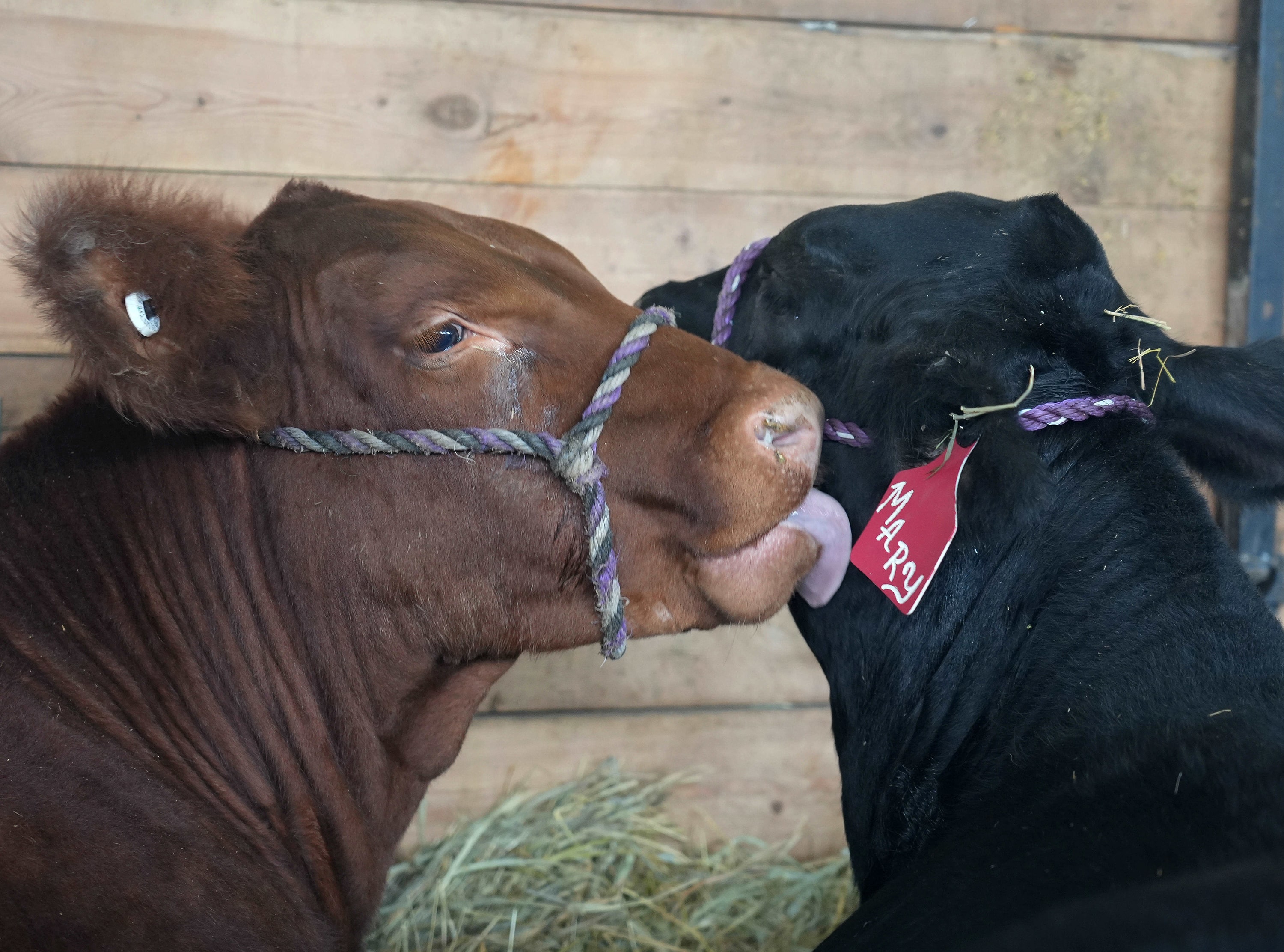 A brown cow licking the black cow next to it. 