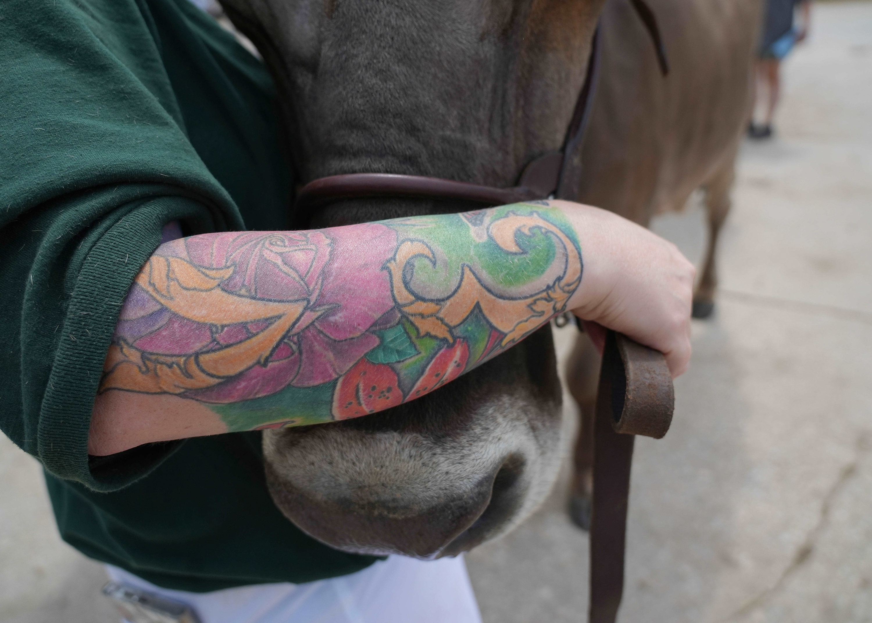 Horse being held by a person with a tattooed arm. 