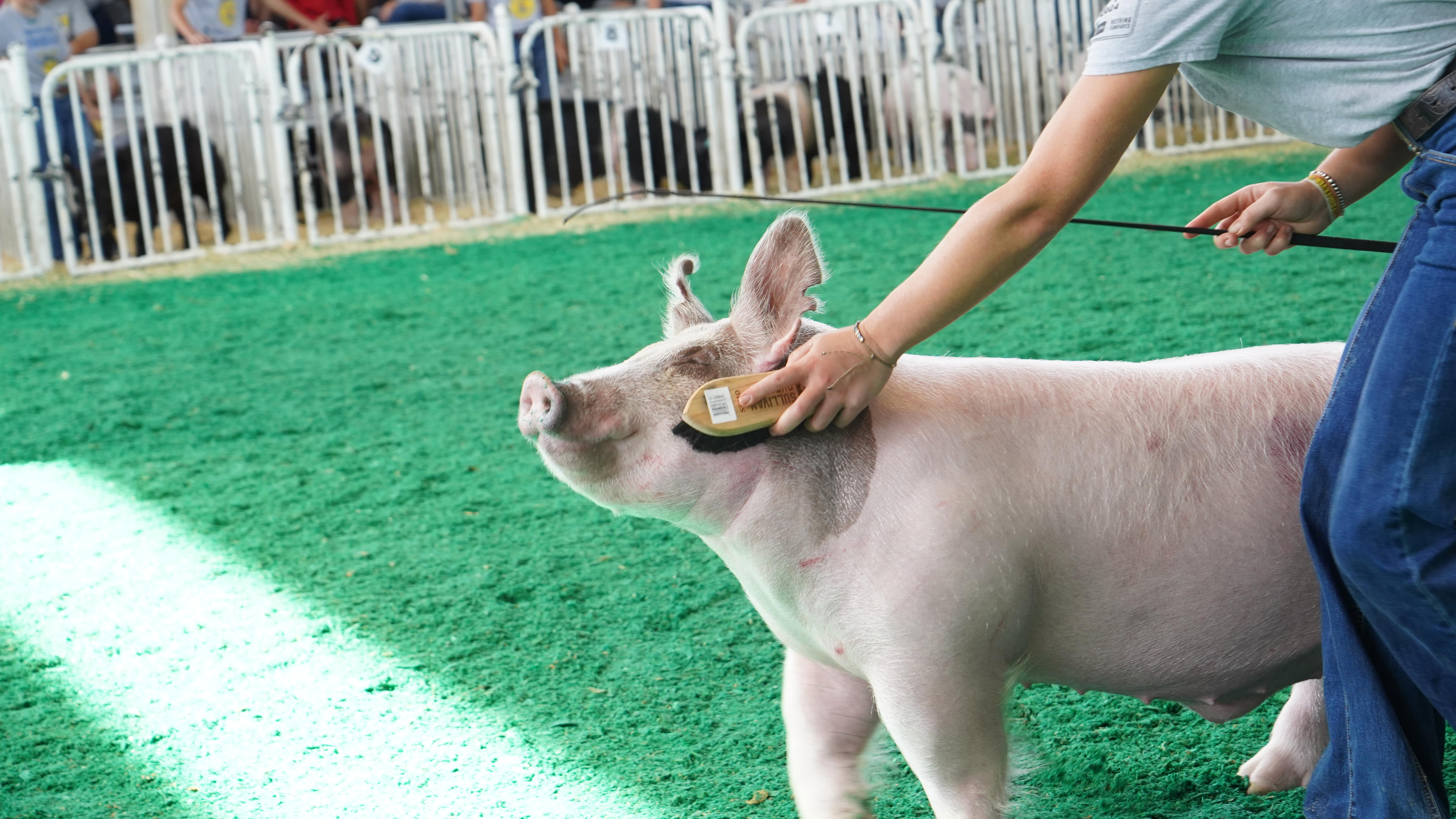 A swine being led in the show ring during the FFA Swine Show. 