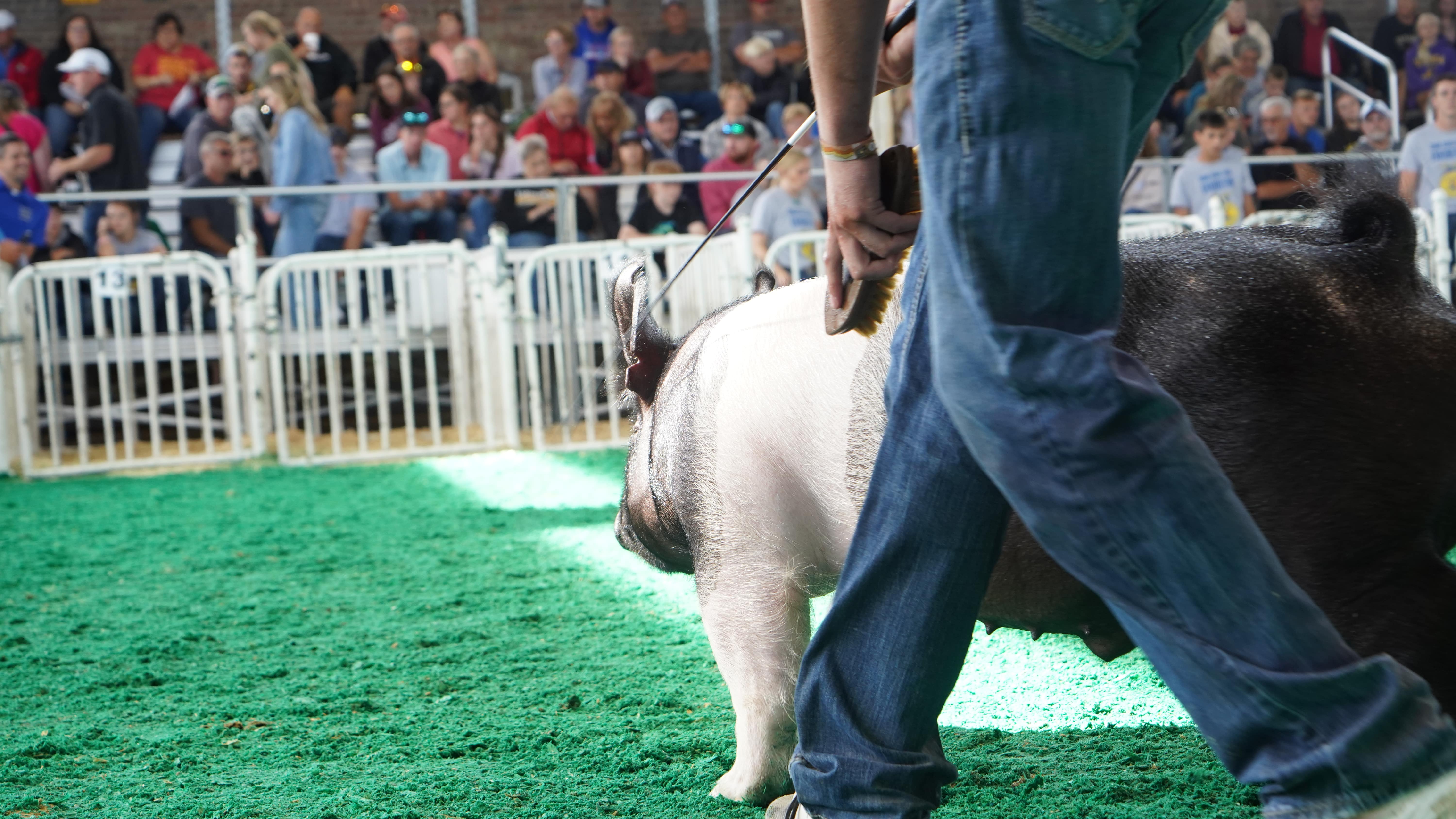 Swine being led in the ring by an FFA student. 