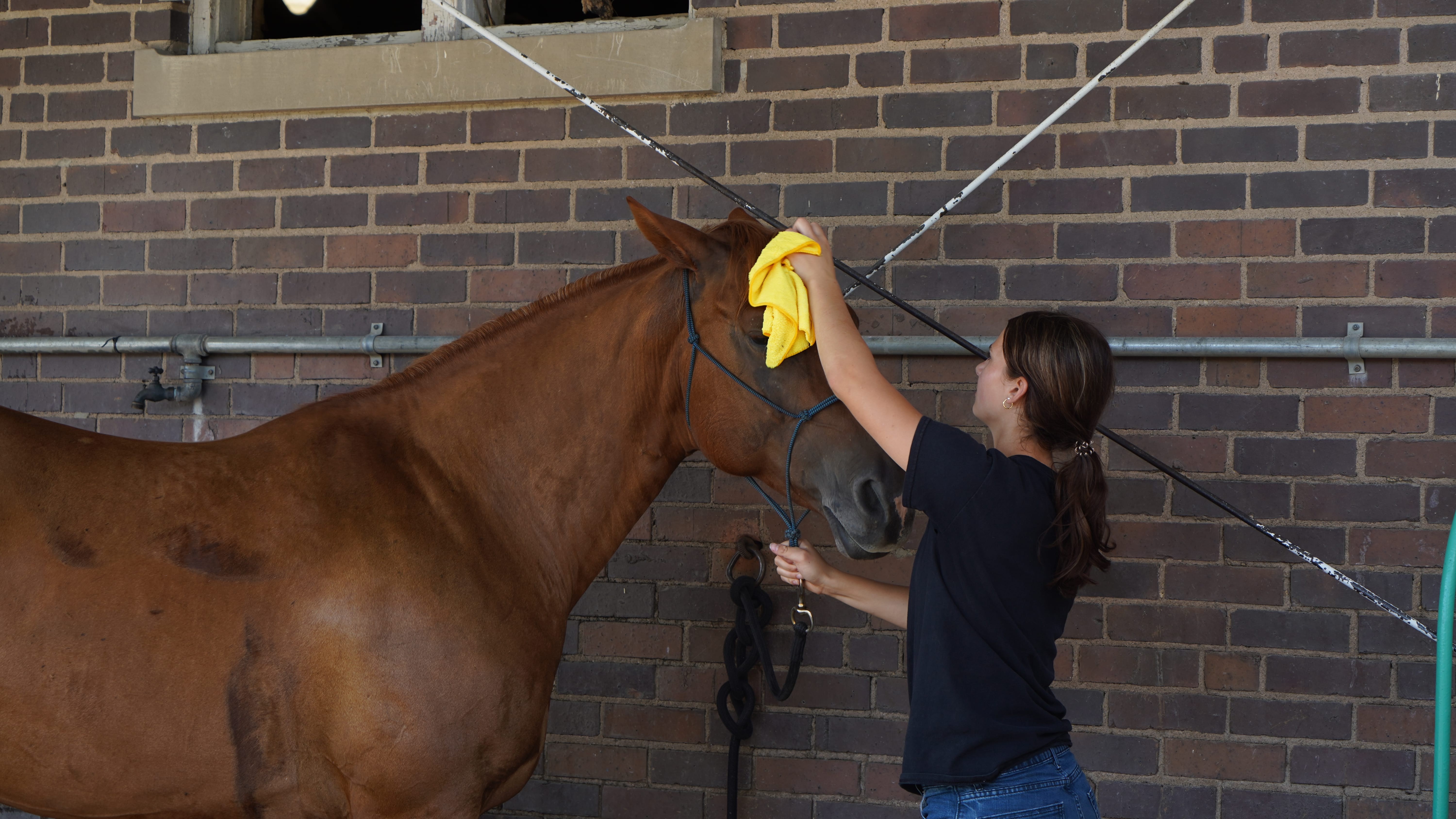 A young woman washes and cleans her brown horse