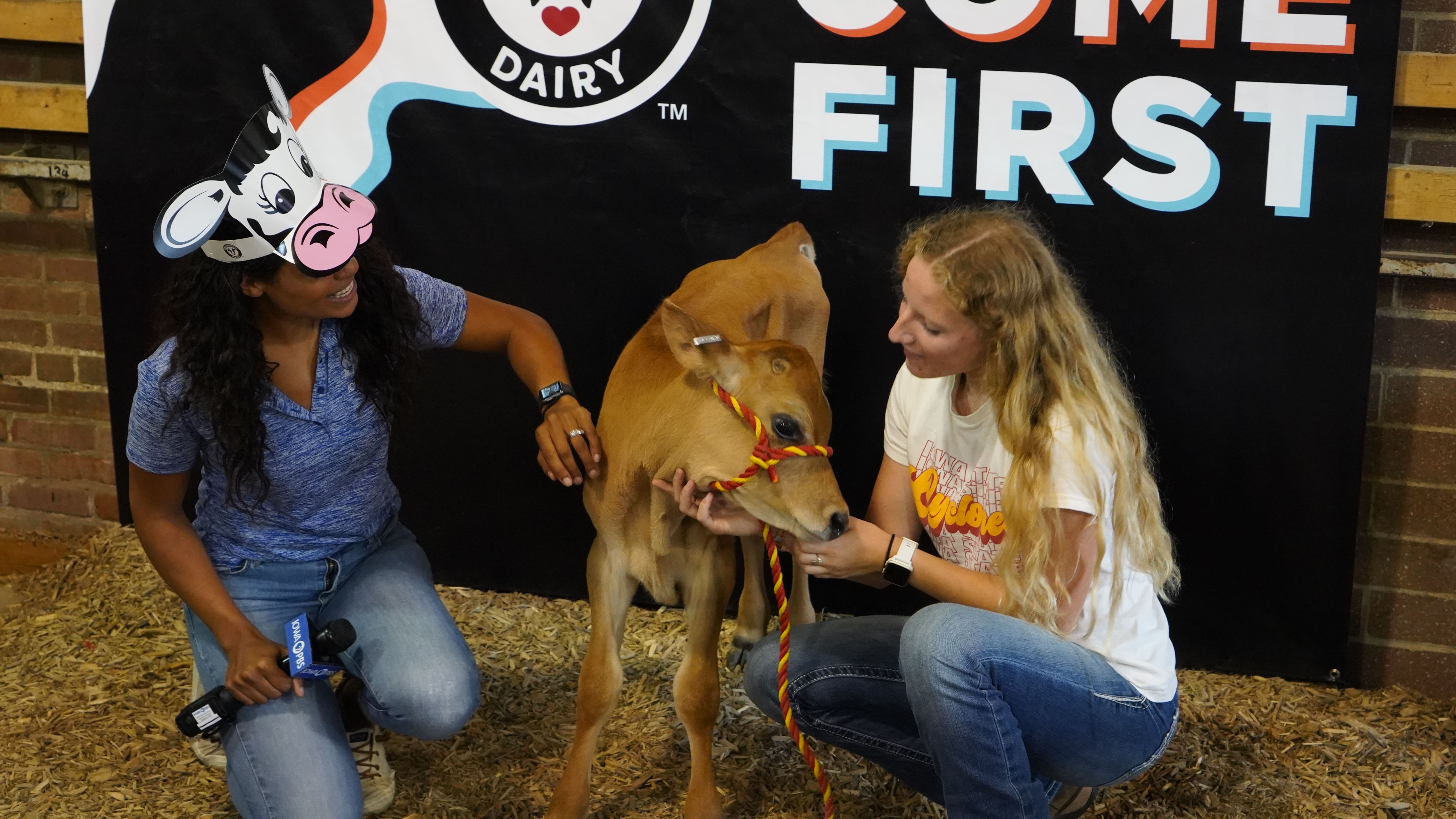 The crew spent time in the cattle barn on a feature on the ISU dairy science area.