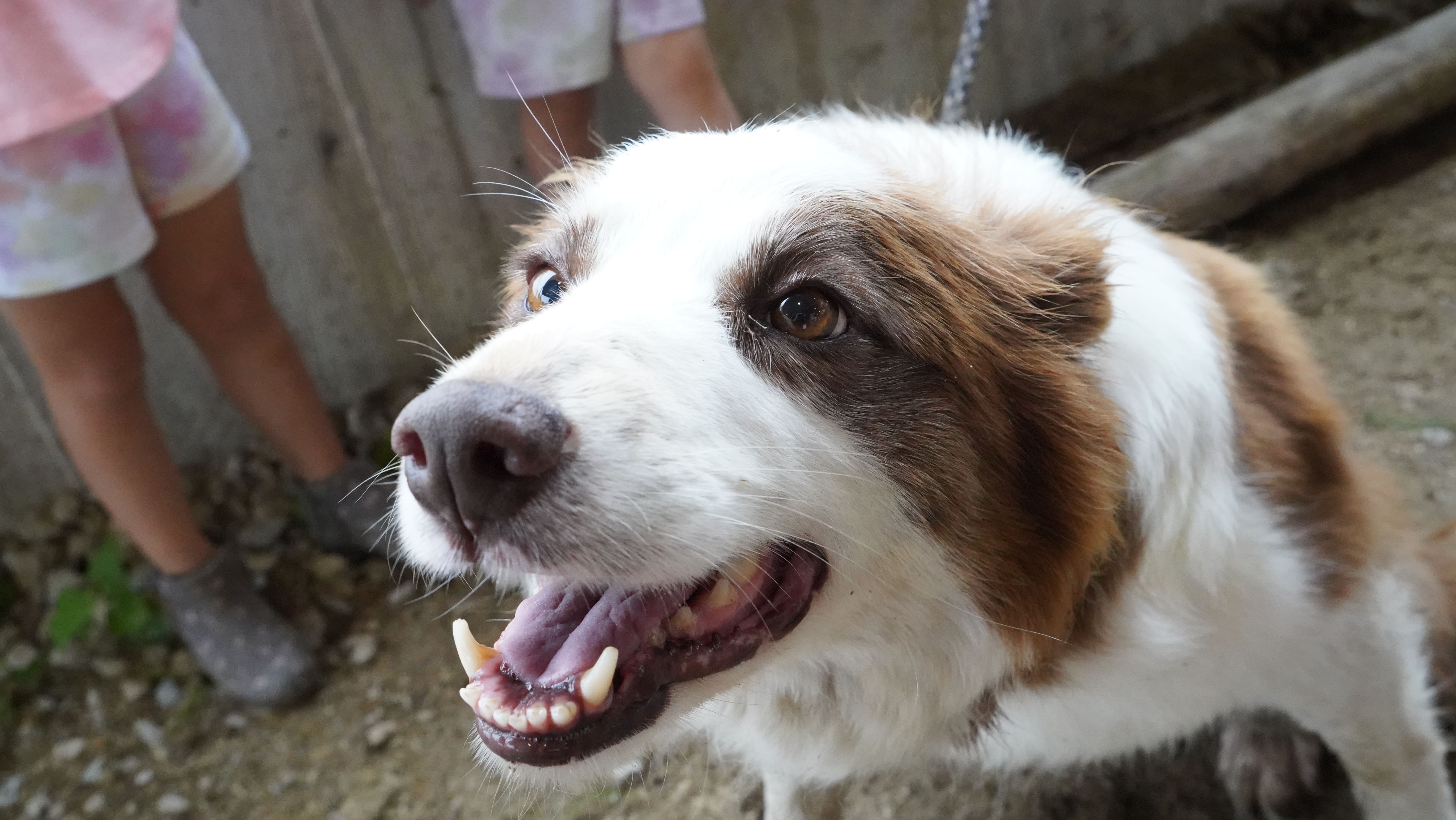 Stock dog smiling