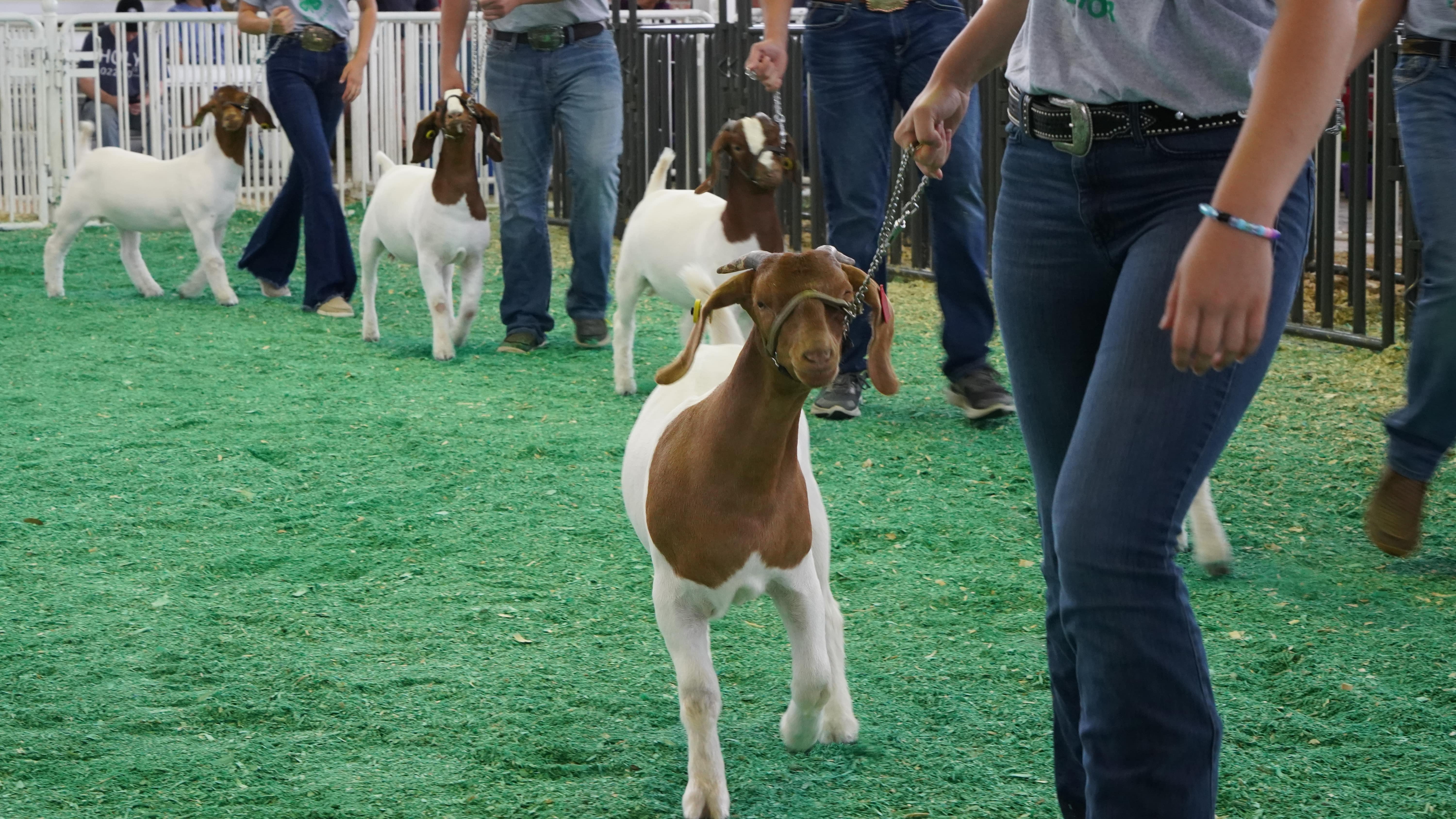 4-H students show off their hard work during the Goat Show. 