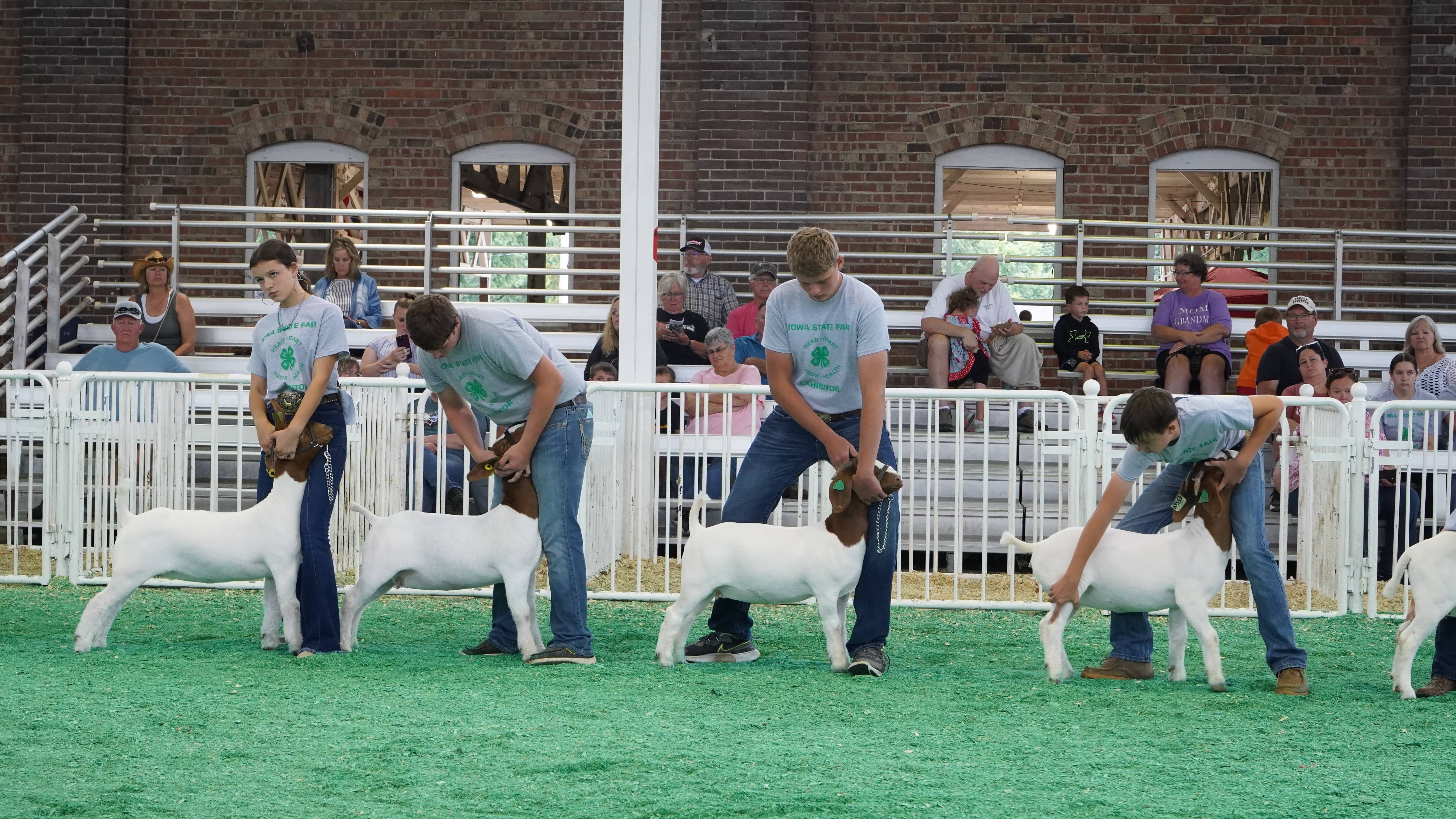 4-H students show off their hard work during the Goat Show. 