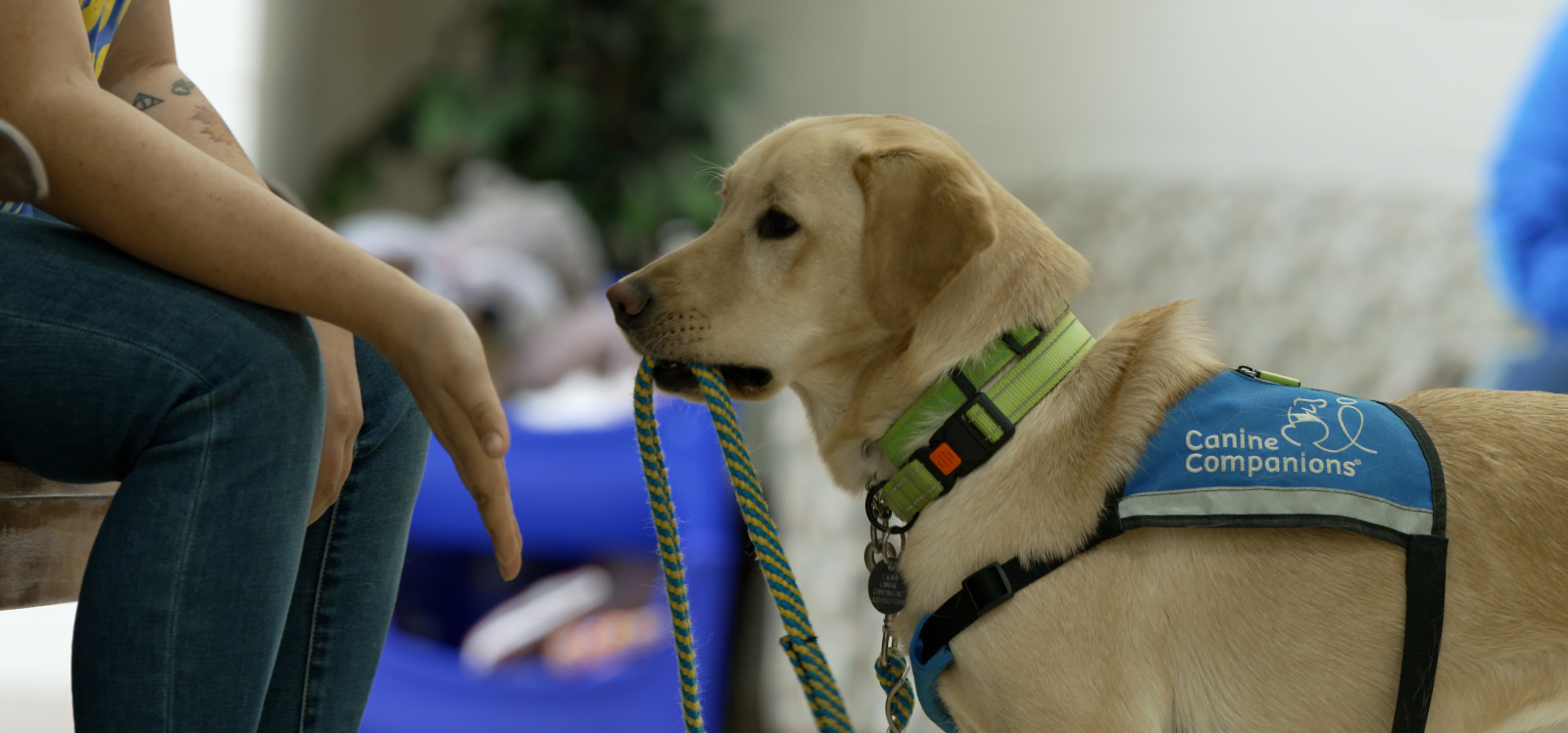 Yellow lab service dog practicing a task