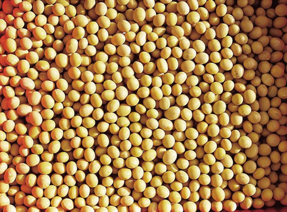 Soybeans