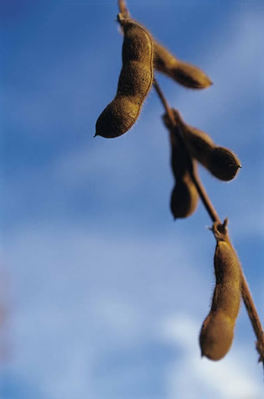 Soybeans in Pods