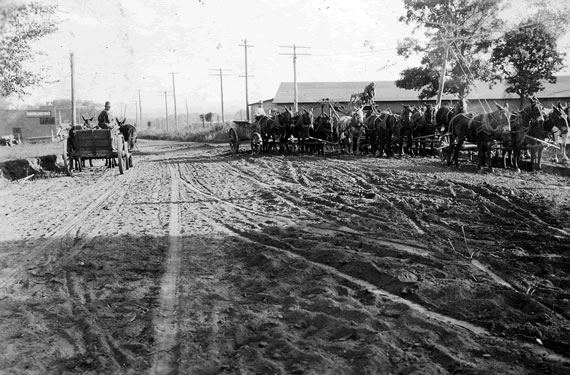 Mule Drawn Wagons