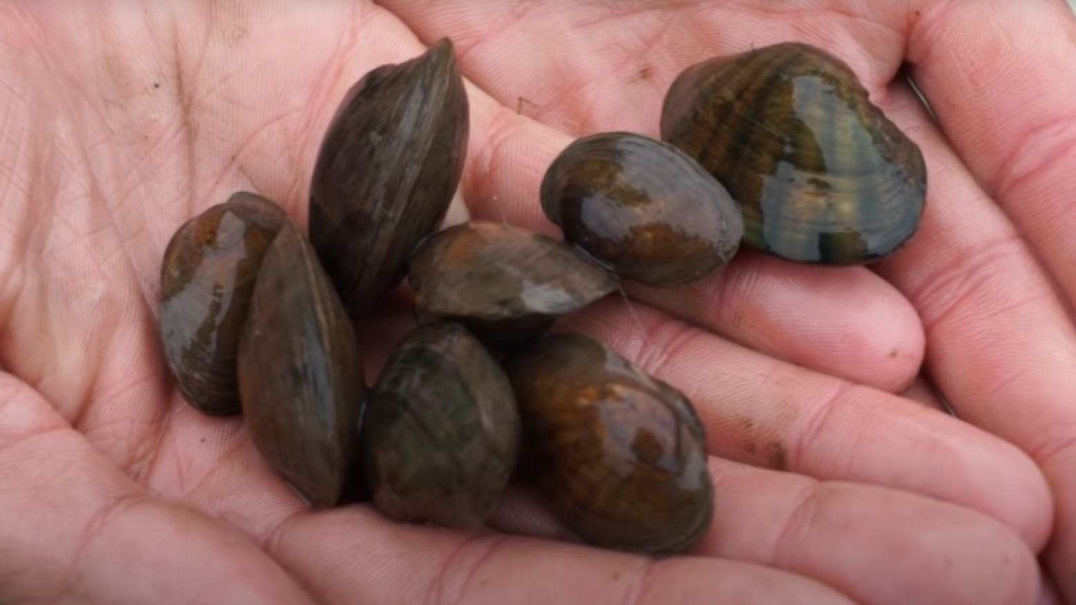 An image of a pair of cupped hands holding 8 small mussels. 