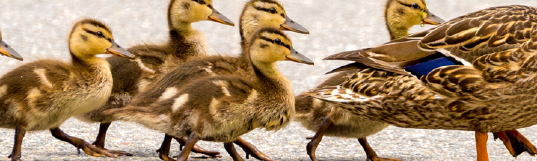 Mama duck leading baby ducks in a row.