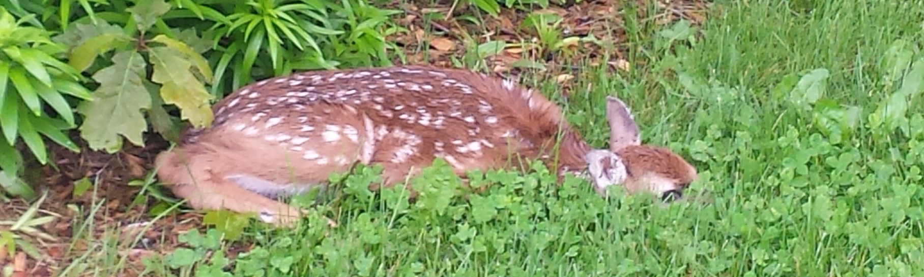 Fawn hiding in the grass