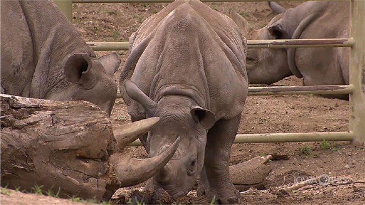 Endangered Black Rhino at the Blank Park Zoo