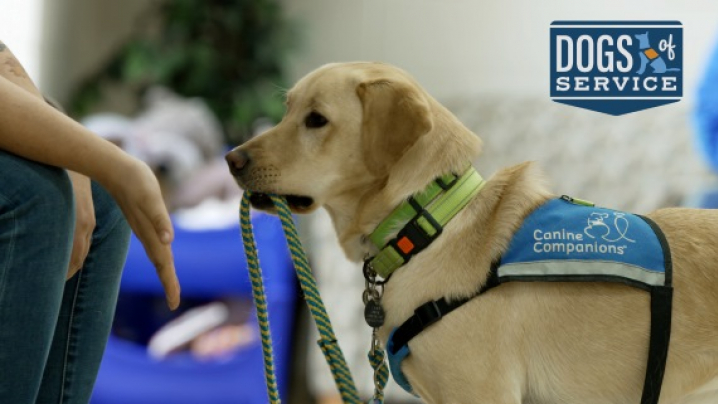 Yellow lab service dog practicing task