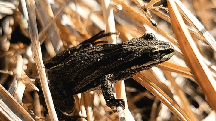 Boreal frog 