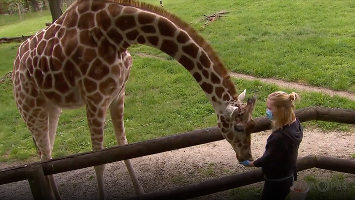 A giraffe accepts a treat from its keeper.