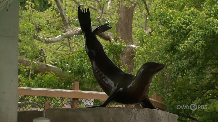 A sea lion stands on its front flippers and raises its tail in the air.