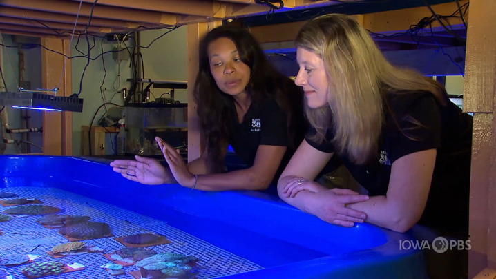 Two biologists have a discussion while looking at a pool of coral reefs.