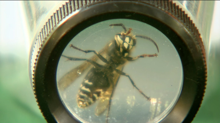 A bee is viewed through a magnifying glass.