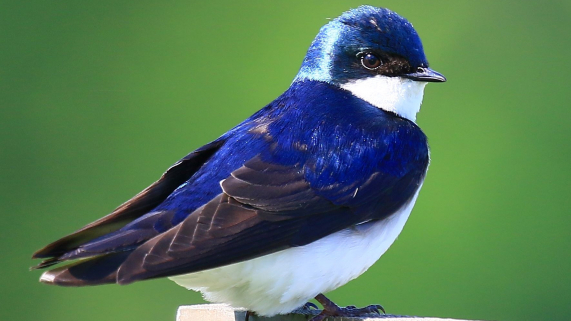 tree swallow