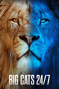 Big Cats 24/7 - A lions face staring directly into the camera. A split screen of natural daytime color on the lions face is on the left and a nighttime effect of blue shades the right side of the lions face.