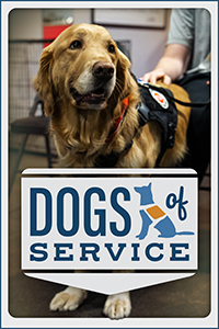 Dogs of Service. A yellow labarador dog wears a black guide with a patch on it.