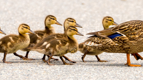 Mama duck leading baby ducks in a row.