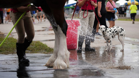 Close up of a horse getting washed while a Dalmatian looks on