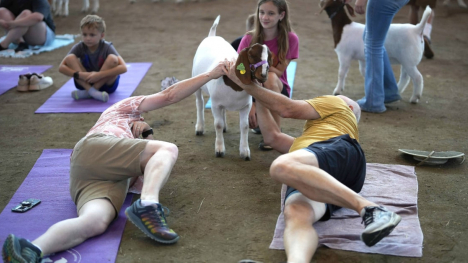 goat yoga participants petting a goat