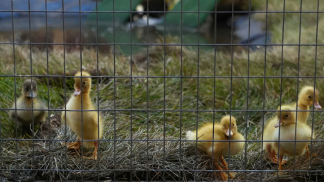 Baby ducks at the Knapp Animal Learning Center