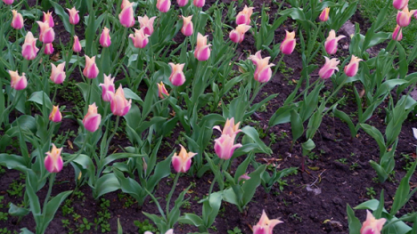 a garden full of pink and white Tulips