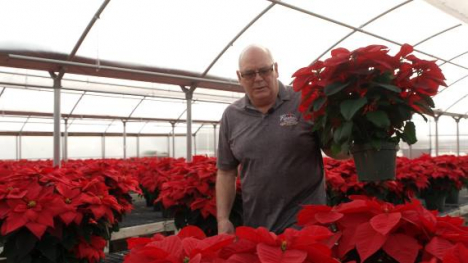 Man holding a poinsettia 