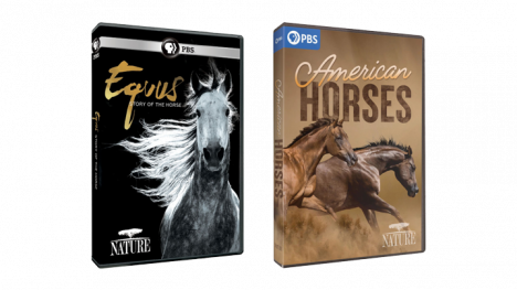 Mustangs DVDs