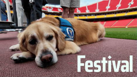 Service dog laying down outside with the Festival logo on image