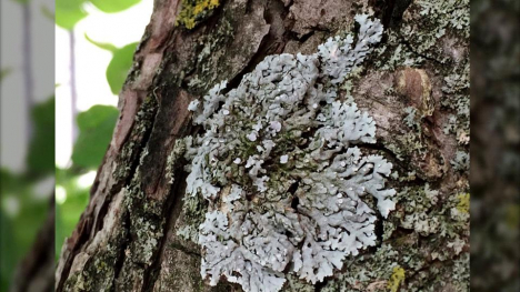 Image of lichen on tree trunk.