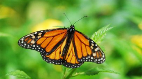 monarch butterfly