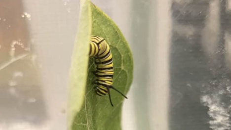caterpillar on a milkweed leaf