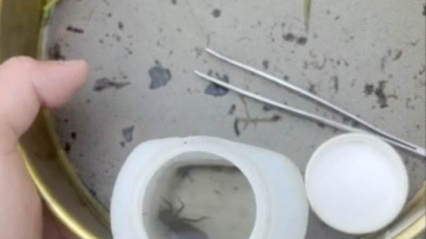 Macroinvertebrates and collection tools