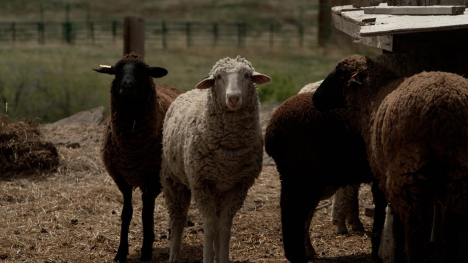 Lambs at Colorado farm