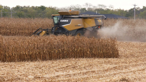 combine in cornfield